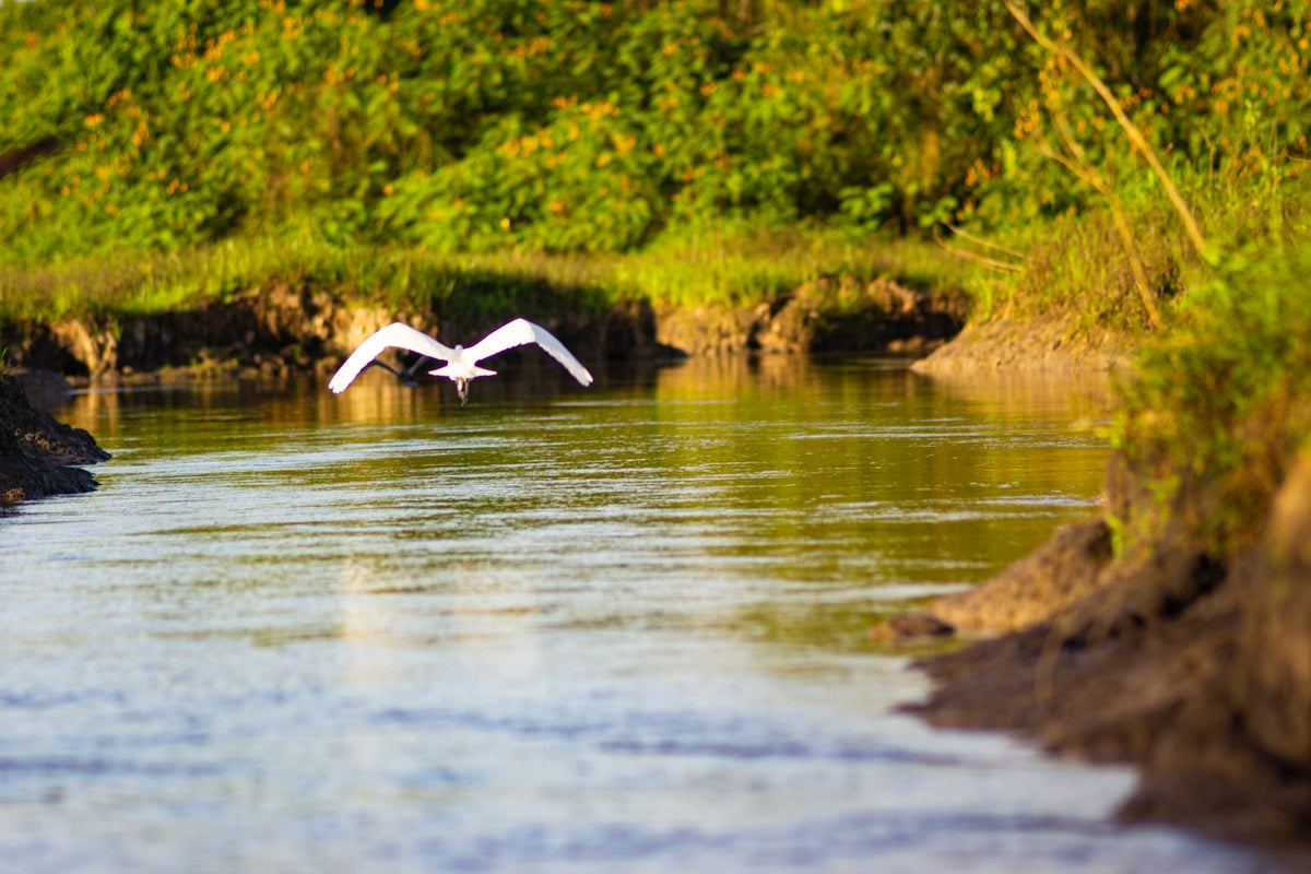 Unique Caño Negro