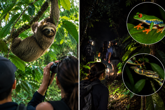 Twilight Combo | Sloth Observation & Night Walk
