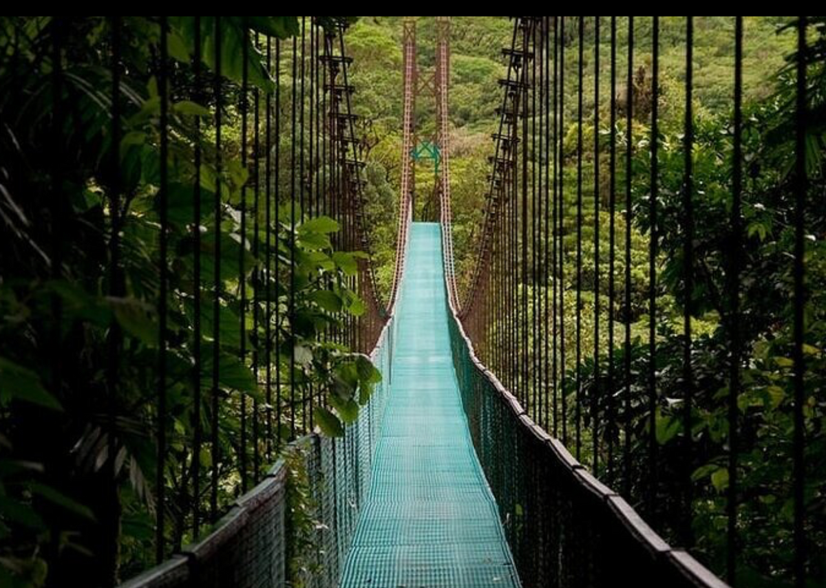 Mistico Hanging Bridges | Naturalist-Guided