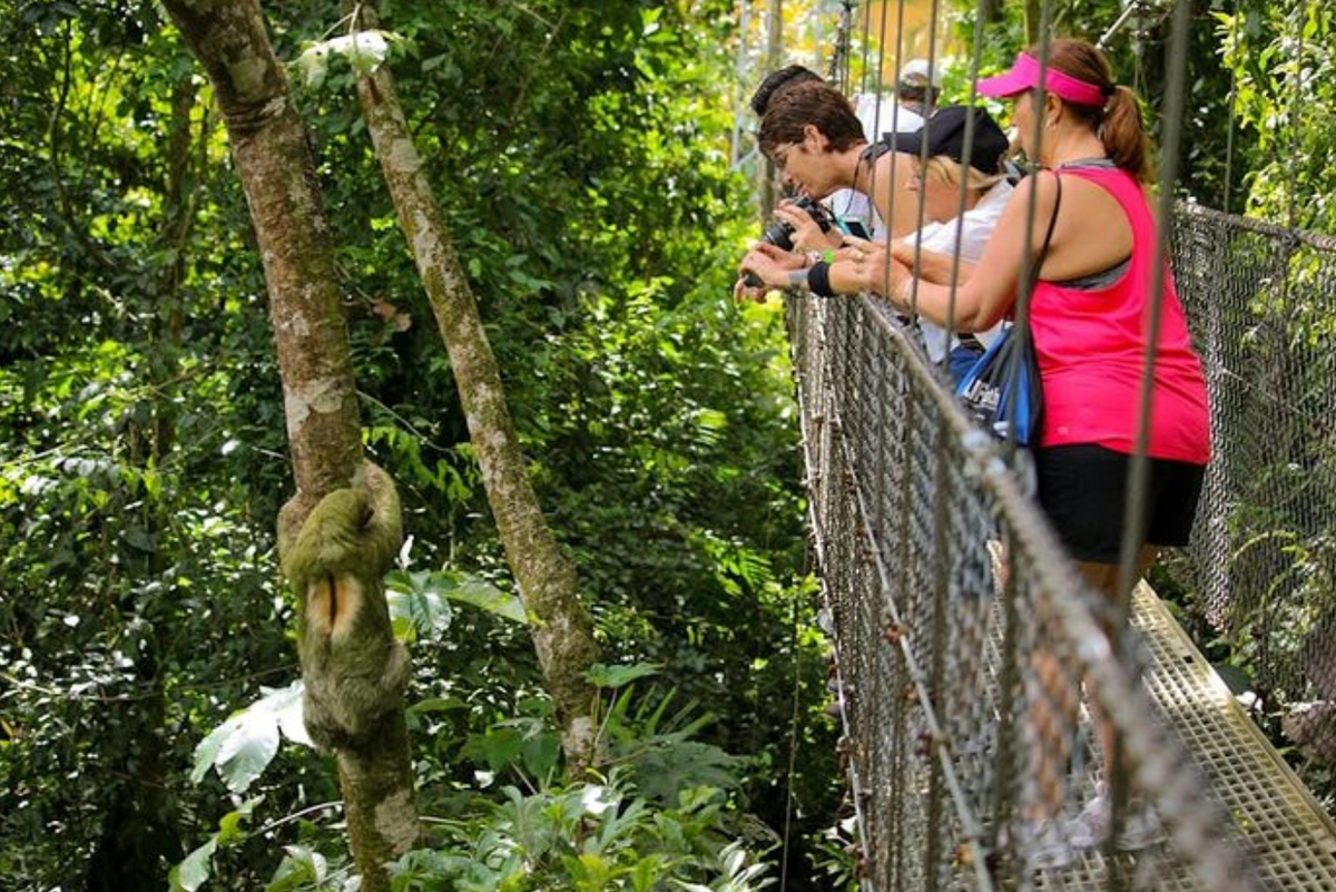 Mistico Hanging Bridges | Naturalist-Guided