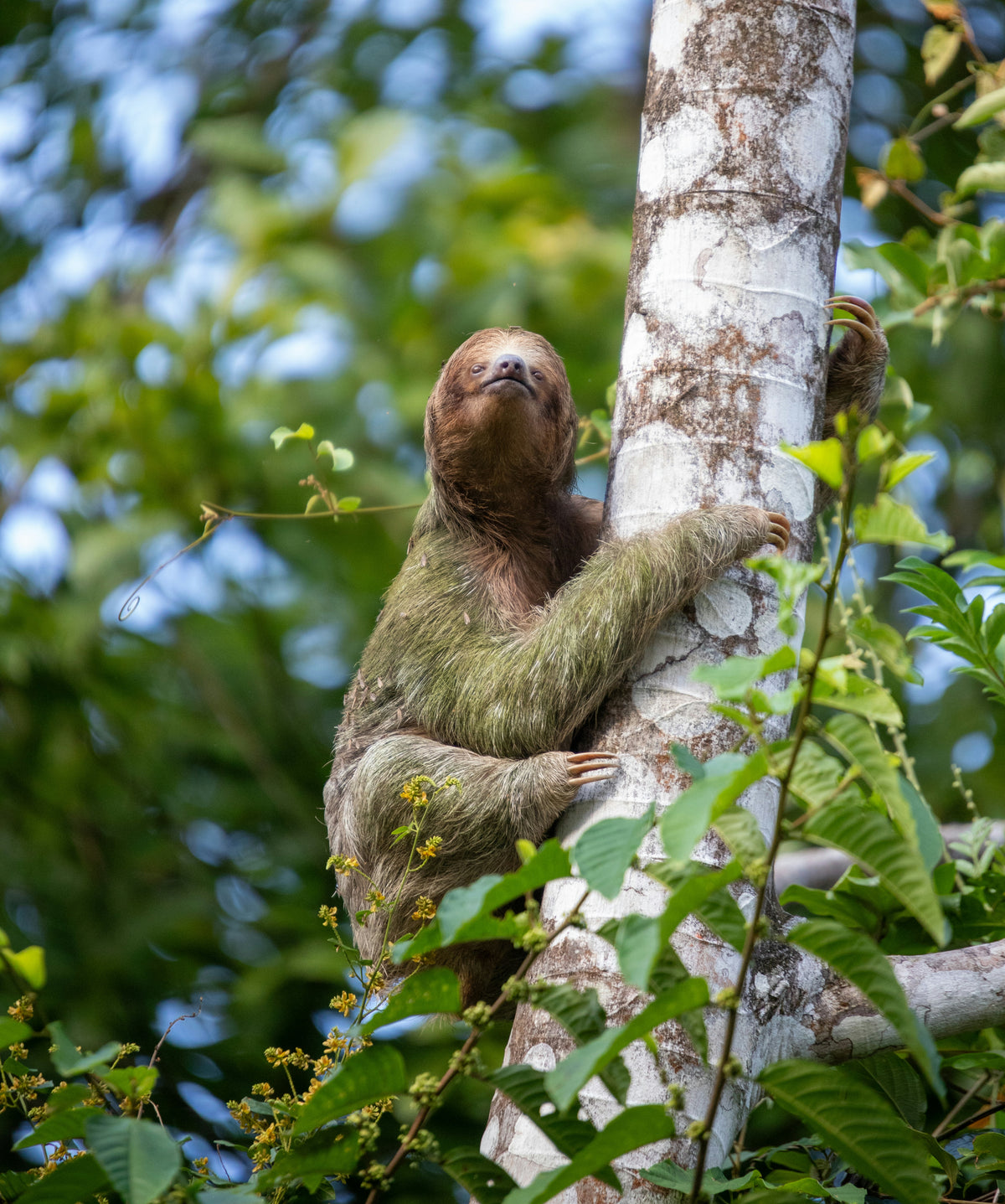 Sloth Tour