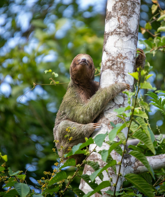 Sloth Tour