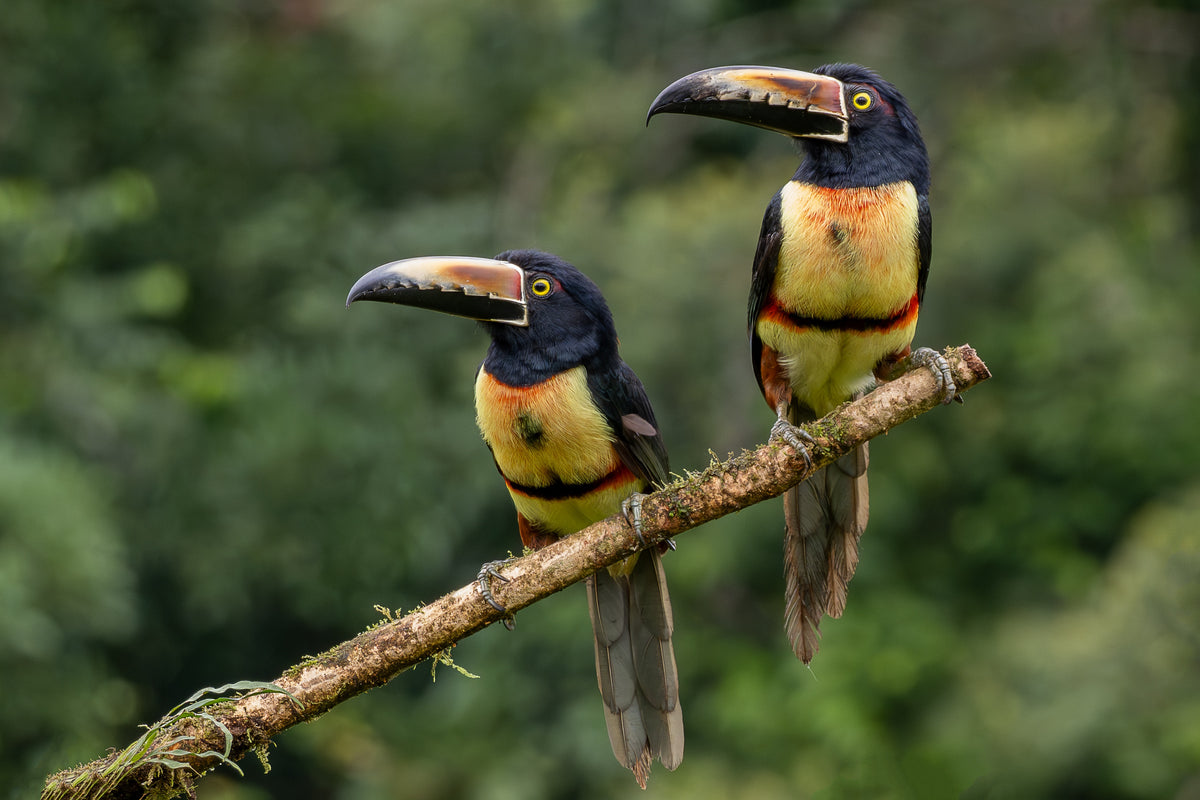 Unique Caño Negro