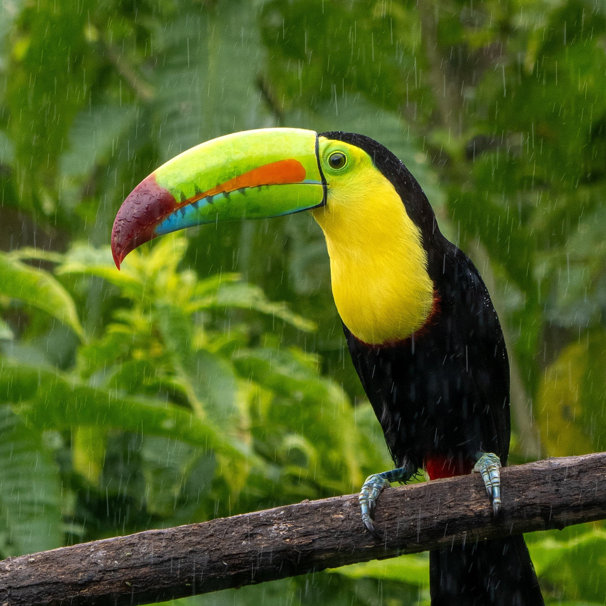 Unique Caño Negro