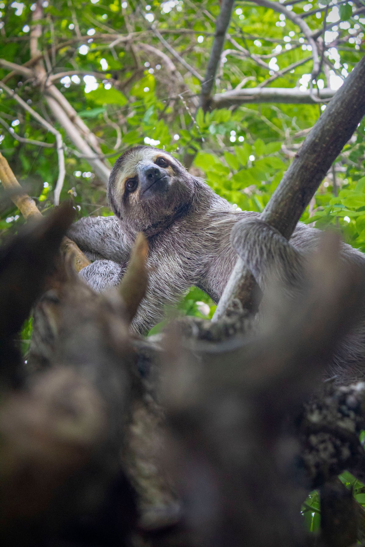 Sloth Tour